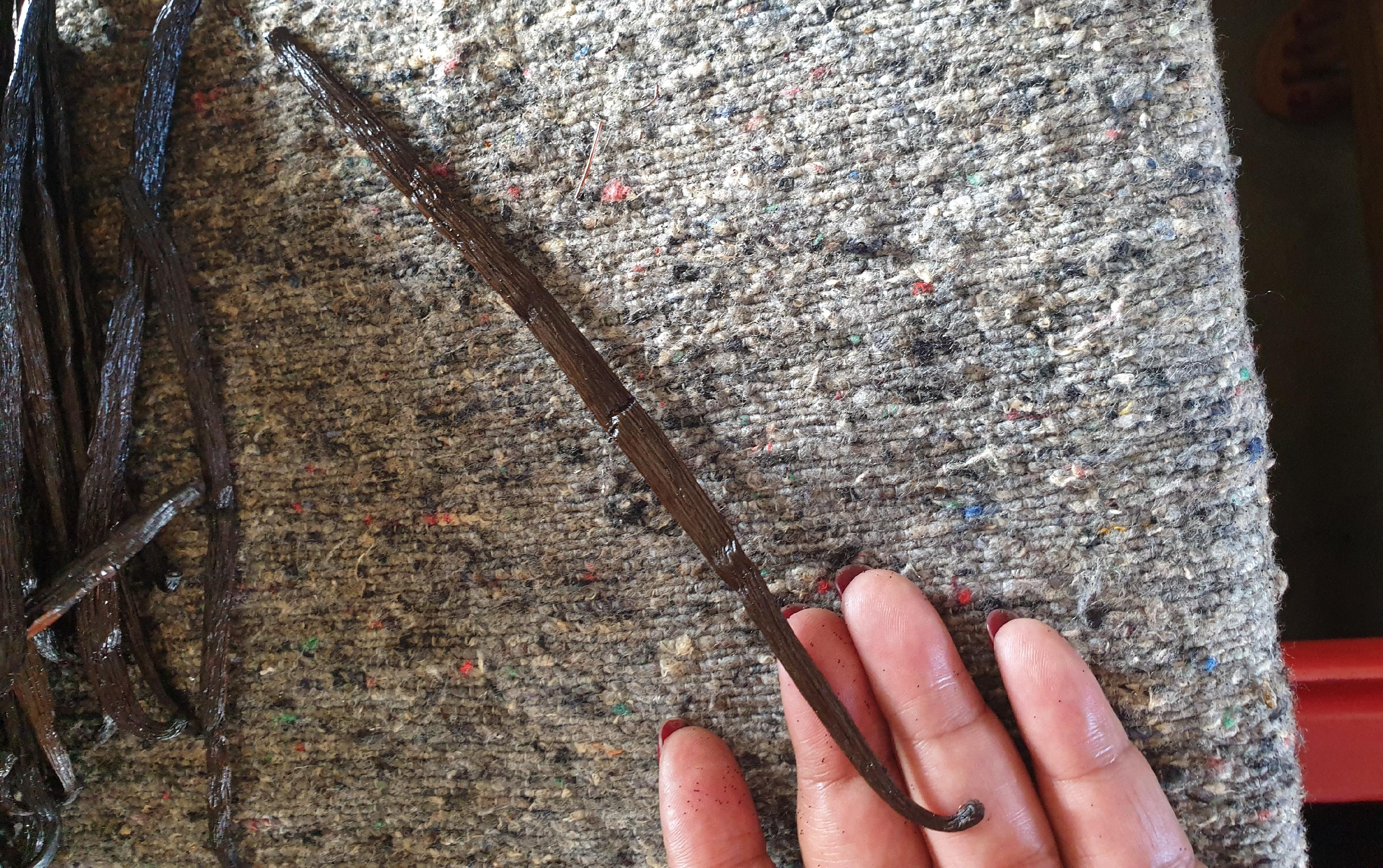 Vanille de Madagascar - Image 3 de la galerie