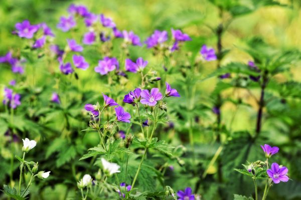 cranesbill, flower, plant