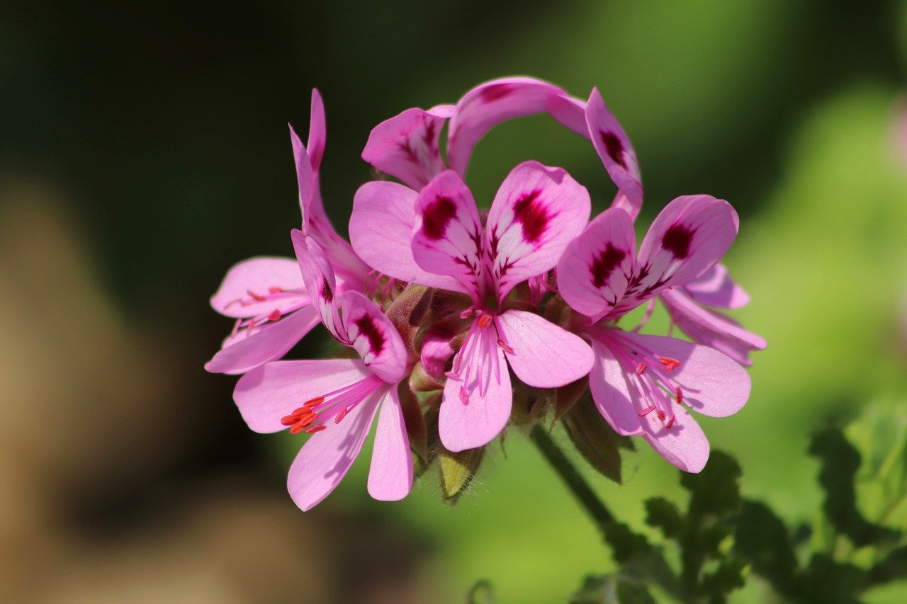 rosengeranie, pelargonium, geranium