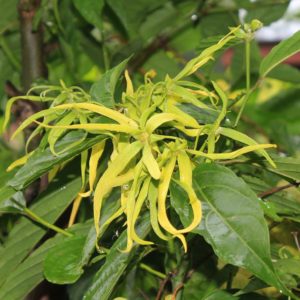 ylang-ylang flower, smell, yellow-1118057.jpg